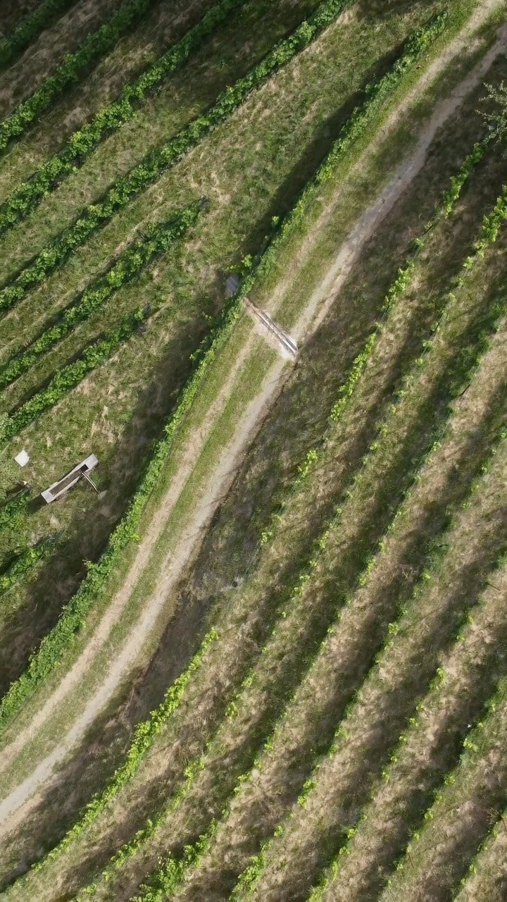 Il vigneto Presavalle dall'alto